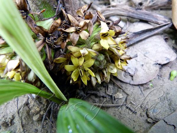 Palm Star Grass